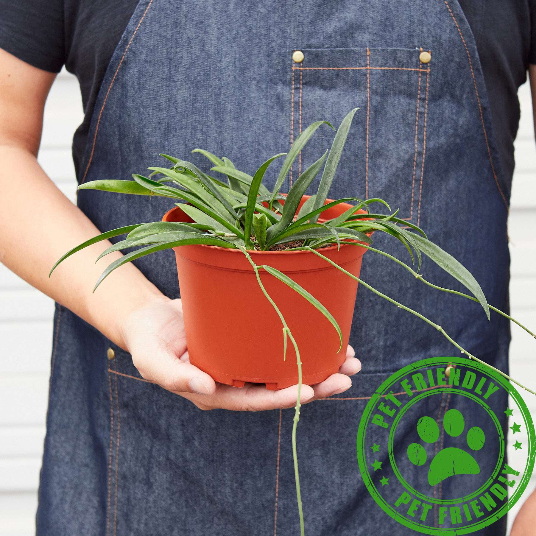 Thirsty Leaves Hoya String Bean Plant - Thumbnail 4