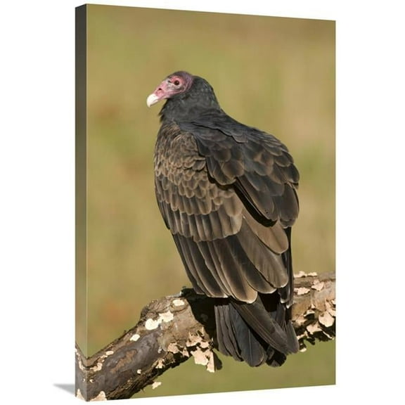20 x 30 in. Turkey Vulture, Howell Nature Center, Michigan Art Print - Steve Gettle