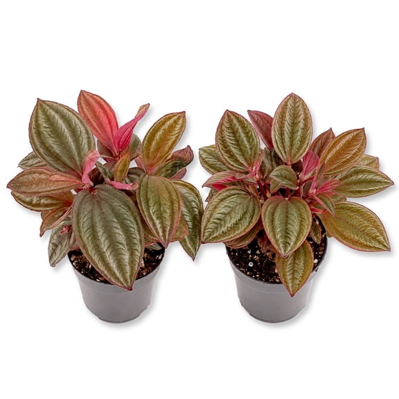 Malaysian Orchid Medinilla Plant - 2 Live Starter Plants - Medinilla Myriantha -  Florist Quality Beautiful Easy Care Indoor Outdoor Tree