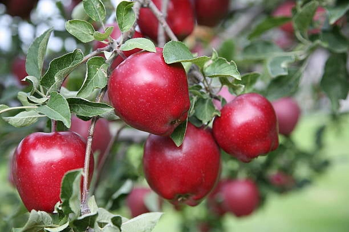 Wellsley Farms McIntosh Apples, 5 lbs.