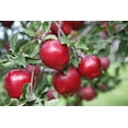 thumbnail image 6 of Fresh Organic Honeycrisp Apples - Sweet and Tart Flavor, Each, 6 of 7