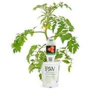 Proven Winner 1.56Pt red tomato live plants sun