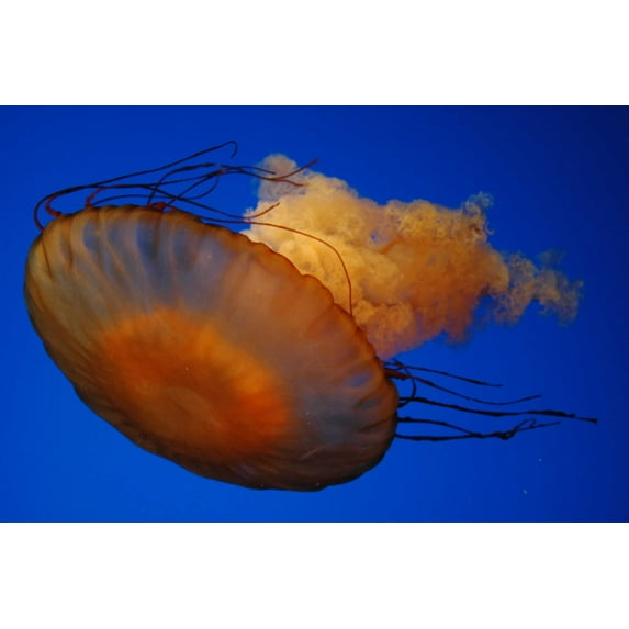 Guernsey Jellyfish III Wall Decal