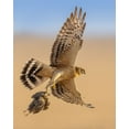 thumbnail image 2 of Sobhi, Ahmed 12x14 White Modern Wood Framed Museum Art Print Titled - Untitled, 2 of 4