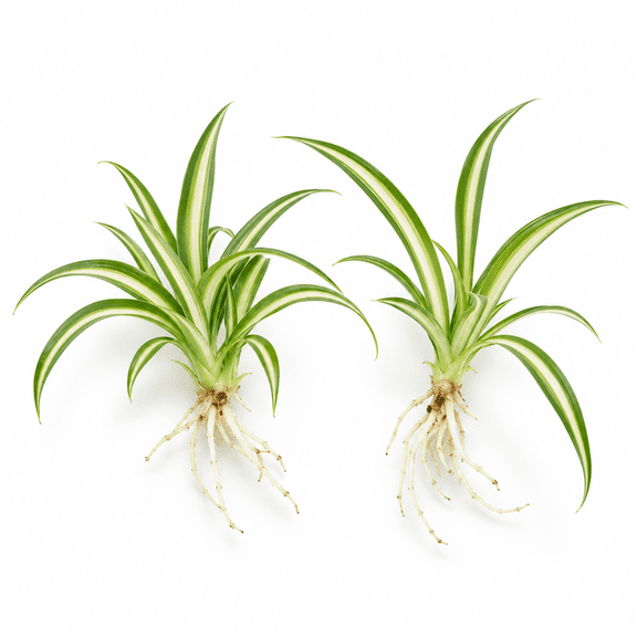 NYGardenia 2 Rooted Variegated Spider Plant Starters, Bare Root Live Chlorophytum Plantlets