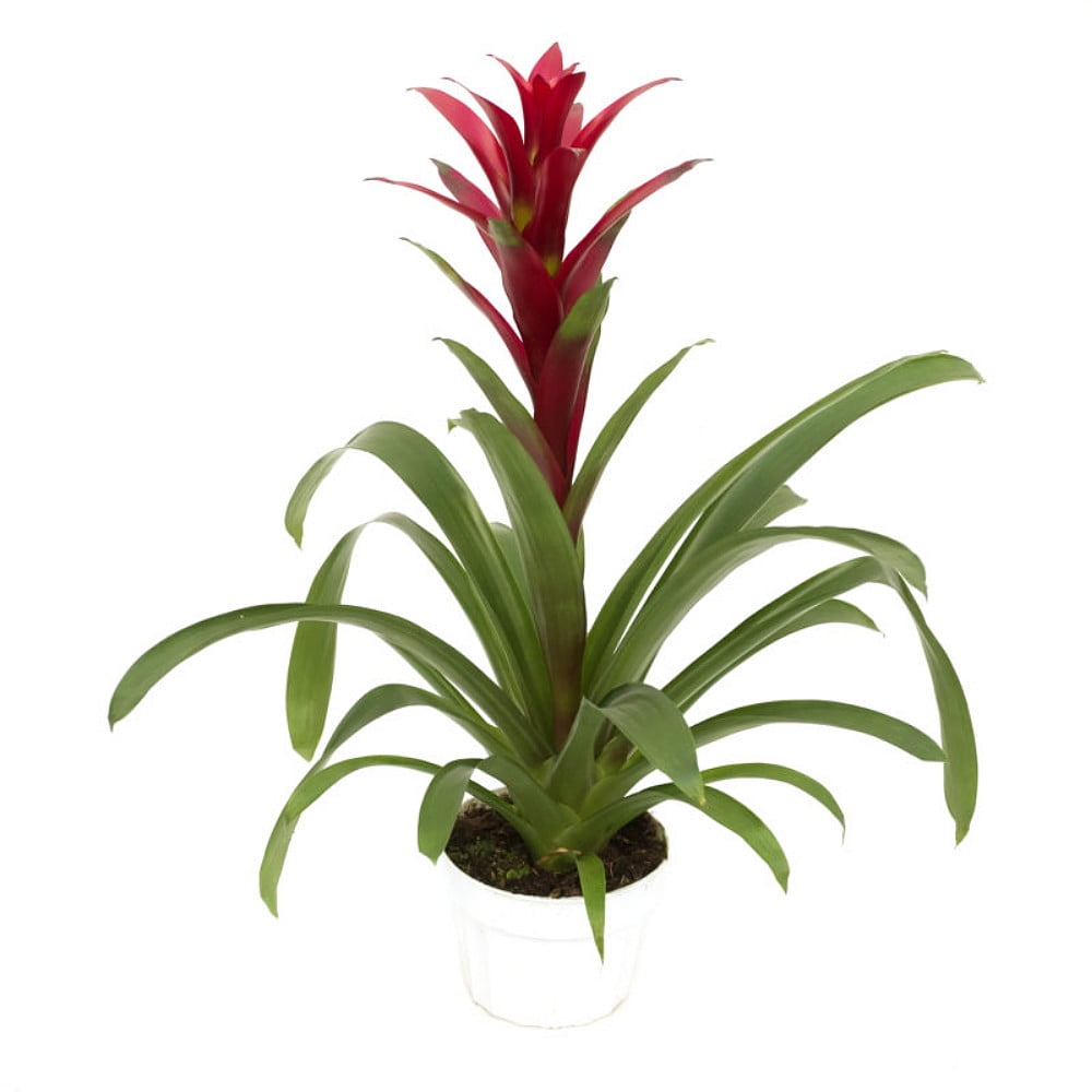 Pink/Red Blazing Vase Plant- Great Houseplant Guzmania/Bromeliad - 4" - Walmart.com