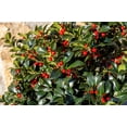 thumbnail image 3 of 40 ENGLISH HOLLY Ilex Aquifolium aka European Common or Christmas Holly Evergreen Tree Shrub Berry Seeds, 3 of 11