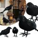 thumbnail image 2 of Modelo de cuervo negro de Halloween, simulación de pájaro falso, Animal aterrador, juguetes para vacaciones, fiesta de Halloween, decoración del hogar, accesorios de terror, 1pc, 2 of 4