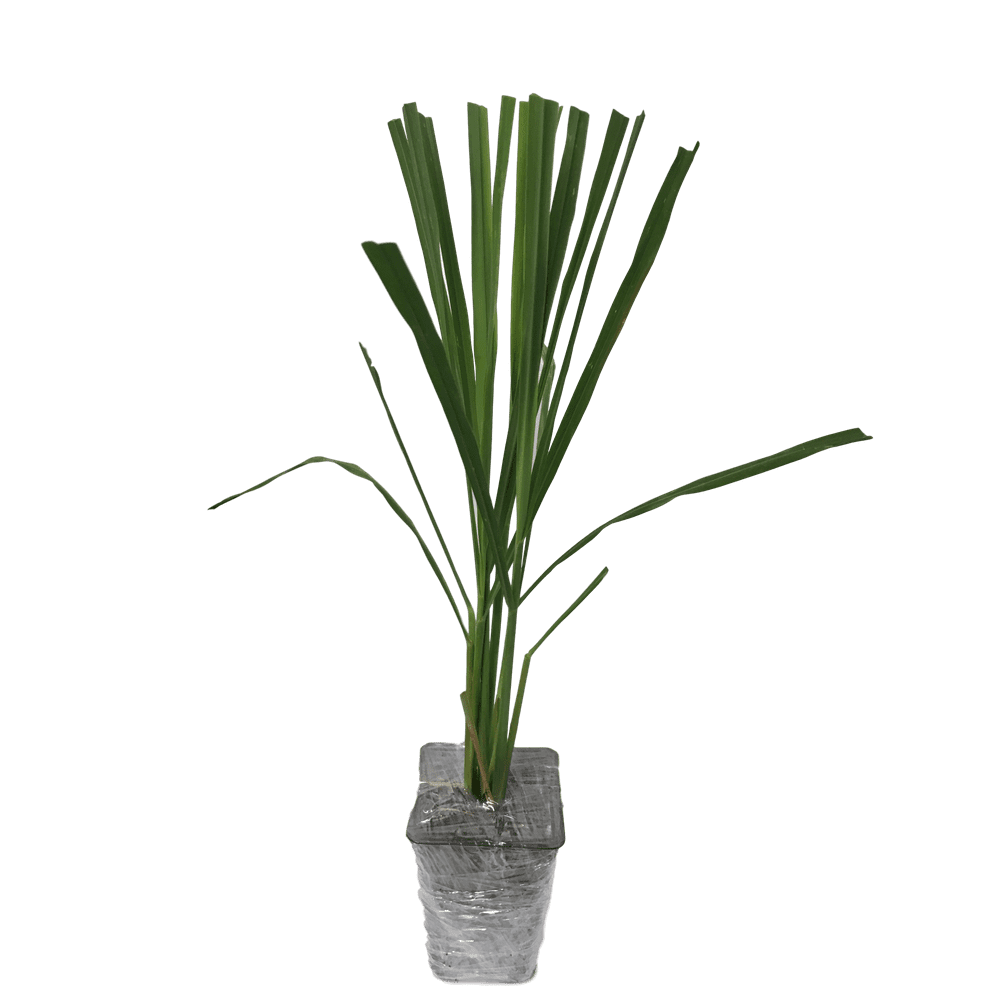 3 Lemongrass Plants separate, in 2.25 inch Pots.