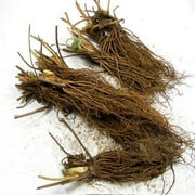 White Carolina Pineberry Plants - 25 Roots -Bareroot-Pineapple/Strawberry Flavor