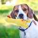 thumbnail image 2 of Juguete chirriante para perros, juguete de pollo chillón para perros, juguete molar suave para masticar para cachorros., 2 of 8
