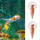 thumbnail image 4 of 2pcs Fish Tank Clear Red Worm Easy Install Brine Shrimp Feeder With, 4 of 5