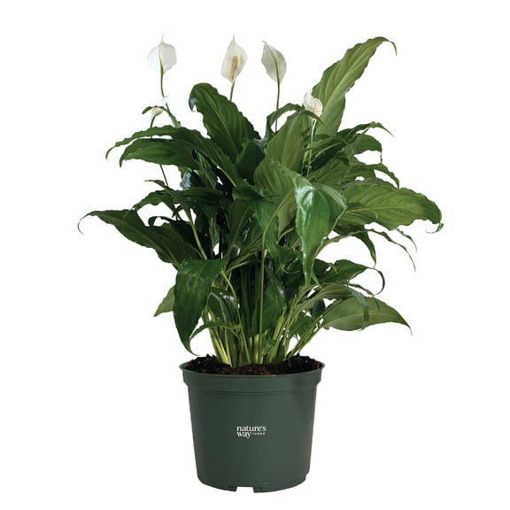 Nature's Way Farms Spathiphyllum Sweet Chico Live Plant (8-15 inches tall) in growers pot