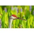 thumbnail image 2 of Jaynes Gallery 14x11 Gold Ornate Wood Framed with Double Matting Museum Art Print Titled - Florida-Orlando Wetlands Park Sandhill crane adult in blooming pickerel weed, 2 of 4