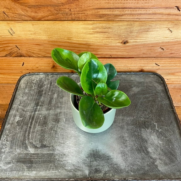 Peperomia Obtusifolia Lemon Lime, 2" Plant, The Plant Farm