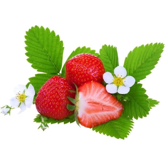 Earliglow Strawberry Plants - Bare Root Plants to Grow Strawberries - Ready to Ship - No Ship to California (15 Plants)