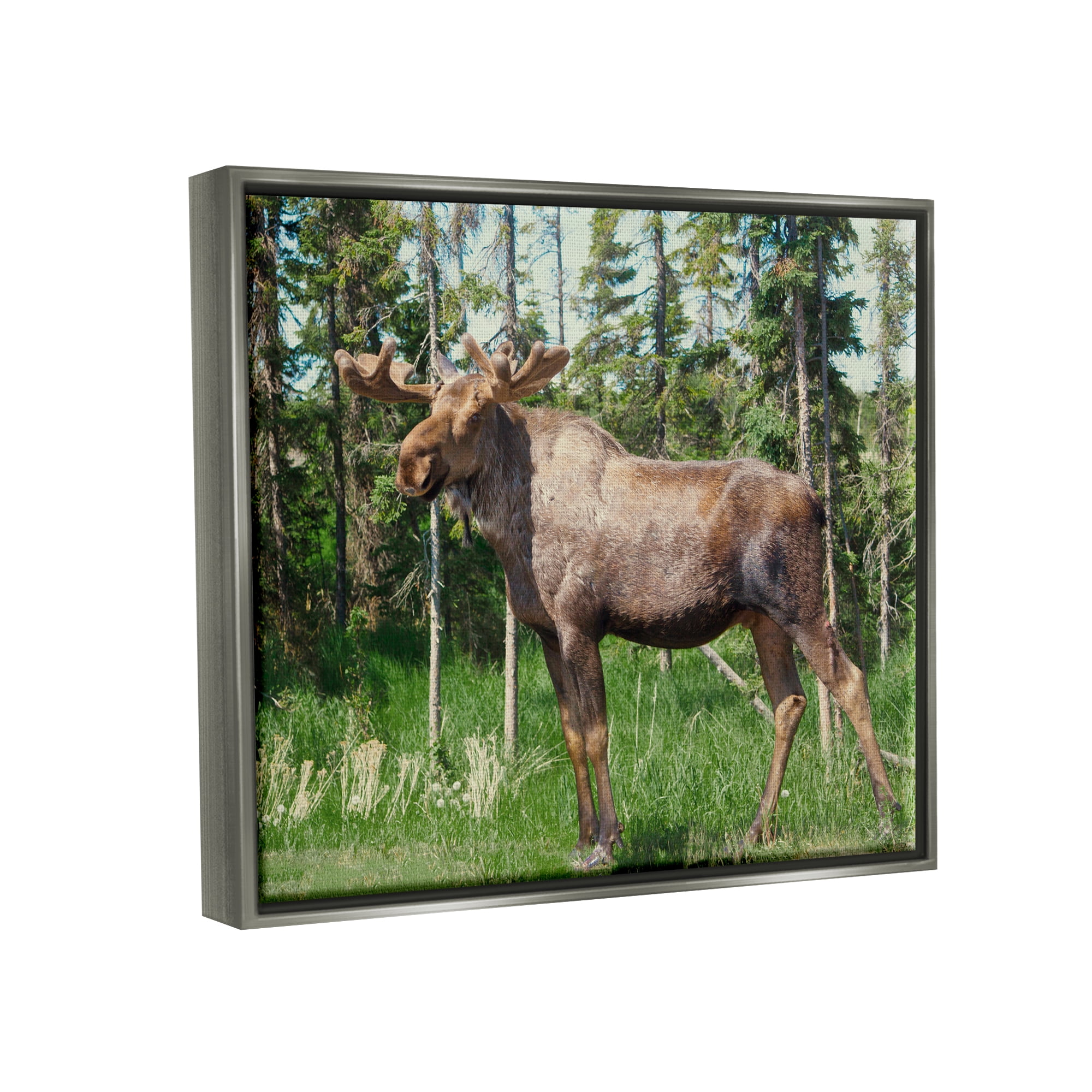 Stupell Moose Forest Grove Woodland Landscape Animals & Insects Photography Gray Floater Framed Art Print Wall Art