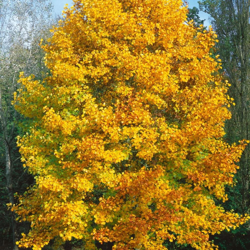 Expert Gardener 1-1.5 ft tall Tulip Poplar Live Tree in 1-Gallon Grower Pot