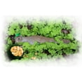 thumbnail image 3 of CafePress - St Patrick's Day Squirrel Wi - Women's Dark Pajamas, 3 of 4