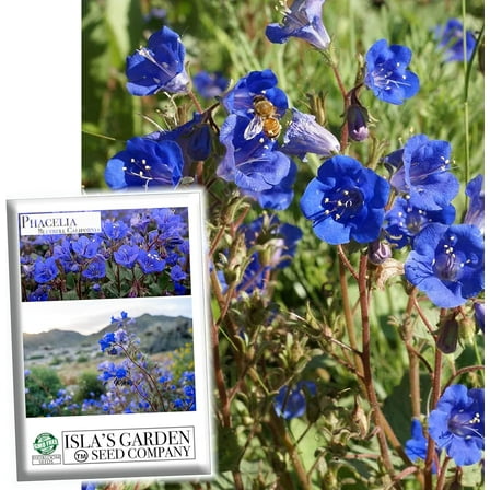 Phacelia"California Bluebell" Flowers, 1000 Heirloom Flower Seeds Per Packet, Non GMO Seeds