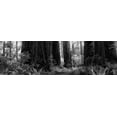 thumbnail image 2 of Rowland, Joseph 24x10 White Modern Wood Framed Museum Art Print Titled - Redwoods, 2 of 4