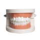 thumbnail image 1 of Modelo de dientes estándar, modelo de cepillado dental para niños, suministros para el estudio de los dientes, demostración de tipodonte estándar para adultos, 1 of 5