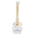 thumbnail image 1 of Modelo De Columna Vertebral, Modelo Espinal PVC Con Base Para La Enseñanza Del Aula De Ciencias, 1 of 7