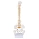 thumbnail image 2 of Modelo de columna vertebral, modelo de columna vertebral flexible de visualización perfecta con base para la enseanza de ciencias en el aula LHCER Descripción de la referencia, 2 of 8
