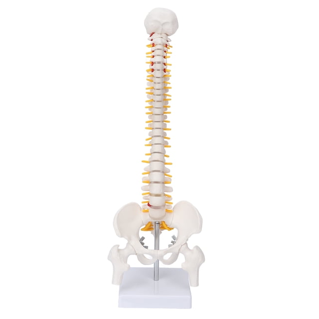 Modelo De Columna Vertebral, Modelo Espinal PVC Con Base Para La Enseñanza Del Aula De Ciencias