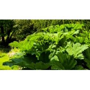 10 GUNNERA MANICATA 6 Leaves! Giant Rhubarb Dinosaur Plant Moist Shade Red Flower Seeds