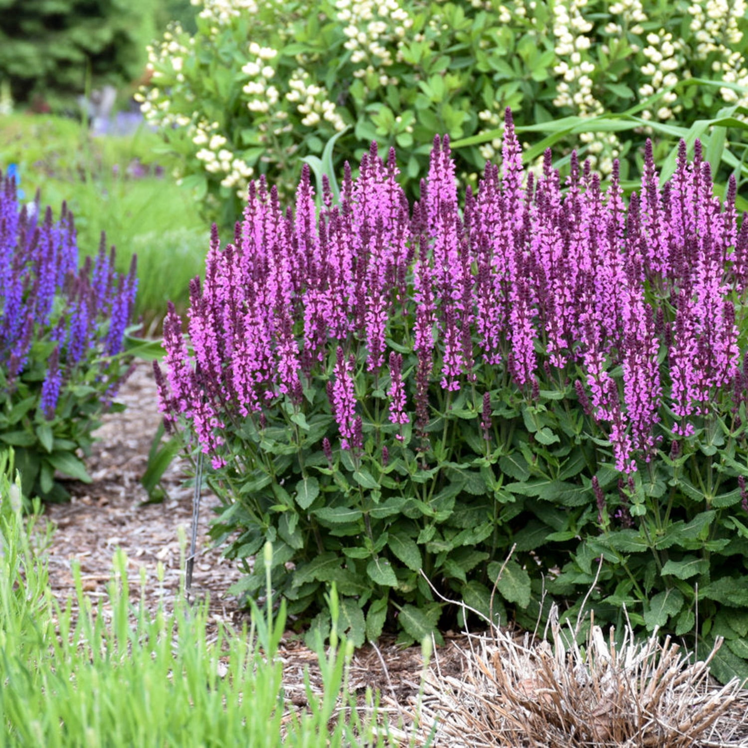 Proven Winners 6" 'Pink Profusion' Perennial Salvia Live Plant in 7.5" Pot