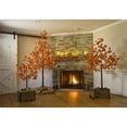 thumbnail image 2 of Indoor/Outdoor LED Maple Lighted Tree with 96Lights, 6'H, 2 of 5