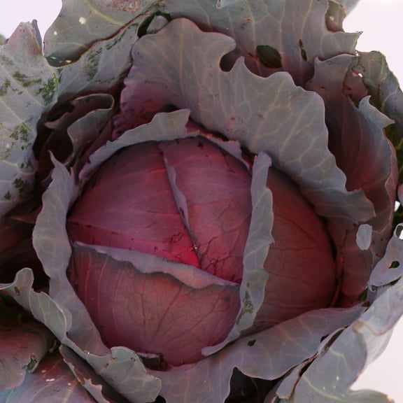 Organic Red Express Cabbage Seeds - 500 mg ~110 Seeds - Non-GMO, Open Pollinated, Heirloom, Vegetable Gardening Seeds