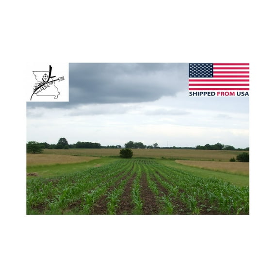 5 LB Pound Reid's Yellow Dent Field Corn Open Pollinated Non GMO Reids LBS USA By JL Missouri Parts