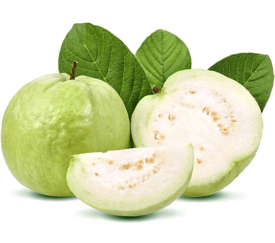 Live White Guava Tree Plant Psidium Guajava Sweet Guavas Fruit Starter Plant 4"Pot