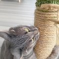 thumbnail image 3 of shiyou-Sisal Rope for Cat Tree, Cat Scratching Post Rope, 5mm 164 Feet, Natural Jute Hemp Rope, for Scratching Post Repair, DIY Craft, Home Garden Decoration, Yellow, 3 of 4