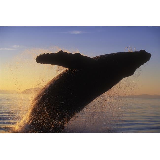 Whales Educational Poster 36 x 24in