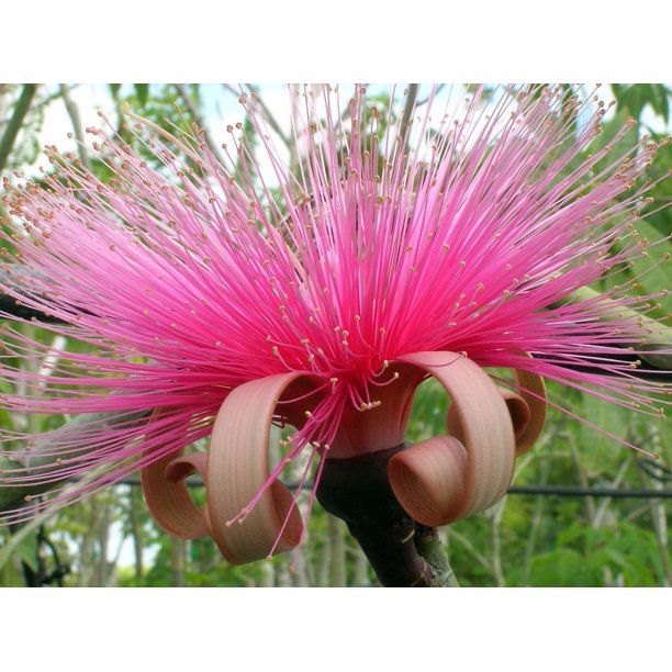 Pink Bombax Shaving Brush Tree Pseudobombax Houseplant/Bonsai 4" Pot