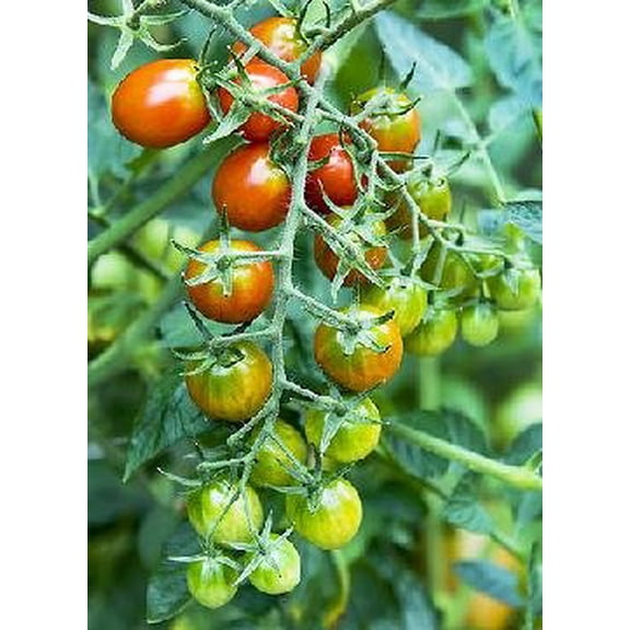 Moby Grape Tomato Plant - Distinctively Sweet - 4" Pot