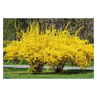 5 Yellow Willow Seeds Tree Weeping Flower Giant Flowers Seed Perennial –  Toadstool Seeds