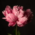 thumbnail image 2 of Maclean, Leah 26x26 Black Ornate Wood Framed with Double Matting Museum Art Print Titled - Perfect Peony, 2 of 4
