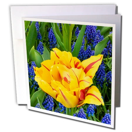Hyacinth Pack - 3dRose Netherlands, Lisse. Tulips and grape hyacinth at Keukenhof Gardens. - Greeting Cards, 6 by 6-inches, set of 12
