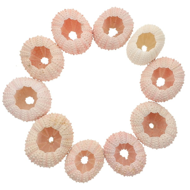 EeaseMX 10 piezas de concha de erizo de mar natural, adorno para el hogar, decoración para fiestas, maceta para plantas de aire
