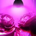 thumbnail image 5 of Bombilla de cultivo E27 de 8W con luz para plantas de interior de 18LED para vegetación hidropónica o de invernadero (12 rojos y 6 azules), 5 of 5