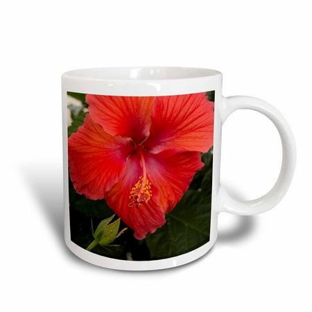 Hibiscus Flower Porcelain 3dRose Mexico, Bahia de Banderas, Bucerias. Close up of Hibiscus flower. - Ceramic Mug, 11-ounce ()