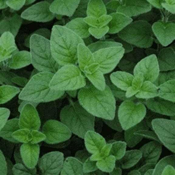 Italian Oregano | Two Live Herb Plants | Non-GMO, Mild Flavor, Dries Well