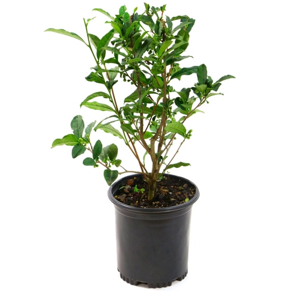 National Plant Network Brew-Tea-Ful Camellia Sinensus Live Shrub 1 Gallon