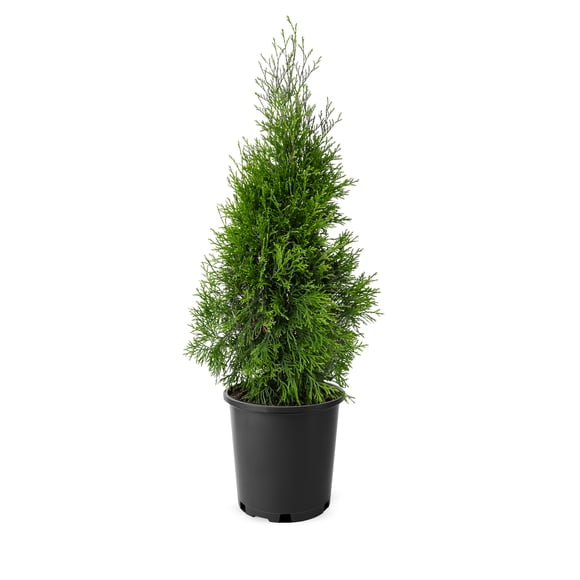 Cèdre émeraude pour haie 2 Gallon