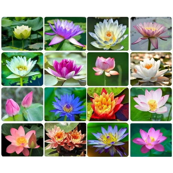 20 Lotus Seeds Bonsai Lotus Seeds for Planting, Water Lily Flower, Aquatic Plants Seeds, Pond Plants,Non-GMO Home Garden Plant Seeds, Flowering Aquatic Bonsai Plant (Nelumbo)