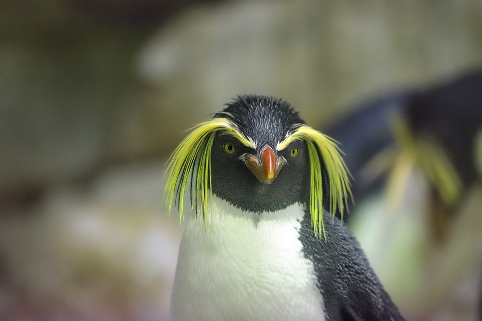 penguin-animal-zoo-rockhopper-penguin-bill-20-inch-by-30-inch-laminated